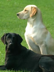 The Missing Link Dog Food, Herbal Health Store, Crowley, TX -picture of 2 dogs compliments of freephoto.com